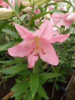 [4223 Ficini No02.JPG]